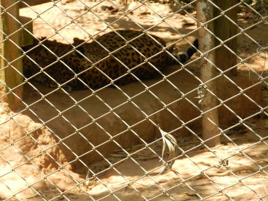 In den verschiedenen Käfigen werden Jaguare, Ozelots und auch ein Löwe gehalten. Da es so warm war, lagen diese alle faul rum