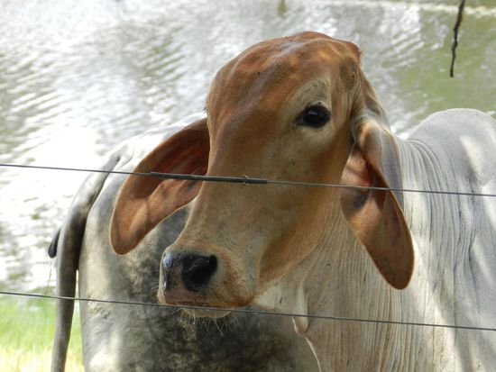 Auch gab es Zeburinder, die uns neugierig beäugten.