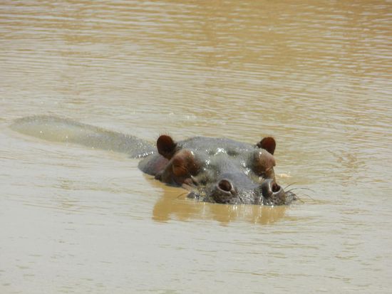 Ein einsames Nilpferd suhlte sich in einem Wasserloch und tauchte ab, als wir kamen.