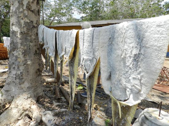 Am Ende der Tour hingen dann die Kaiman-Häute auf der Leine zum trocknen. Sie waren dick mit Salz eingerieben, damit die Feuchtigkeit rausgezogen wird.