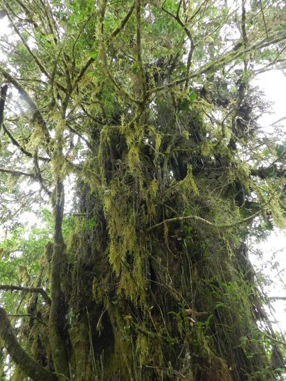 Flechten an den Bäumen
