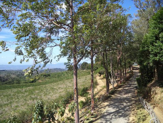 die Kaffeeplantage - von Schädlingen befallen