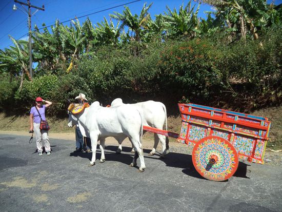 blendendweiße Ochsen