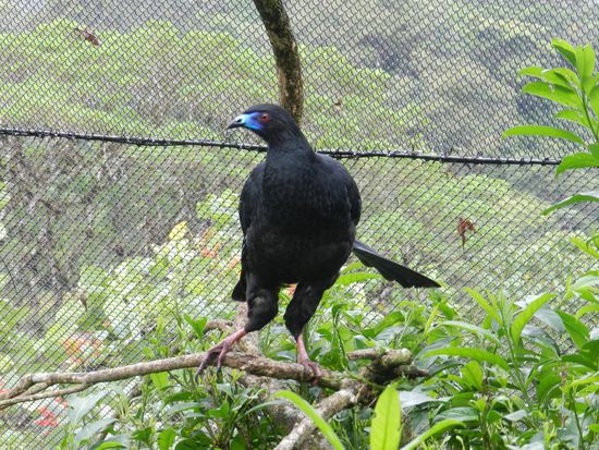 Ja, wenn ich jetzt noch wüsste, wie die Vögel hießen?