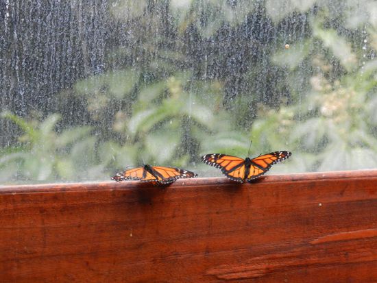 Monarch Schmetterling