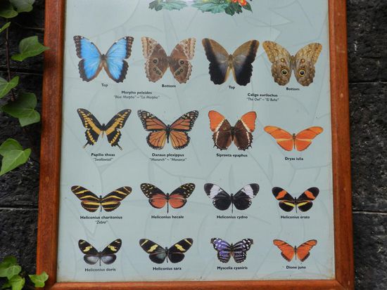 Auf einer Tafel konnten wir lesen, welche Schmetterlinge uns umflatterten und sich auf uns setzten.