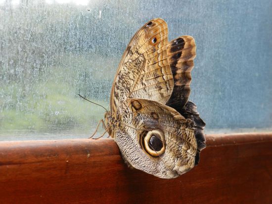 ein Auge auf den zugeklappten Flügeln