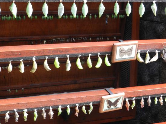 Hier sind die Puppen fein säuberlich aufgereiht.