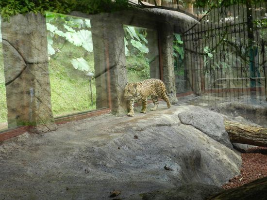 eine große Raubkatze