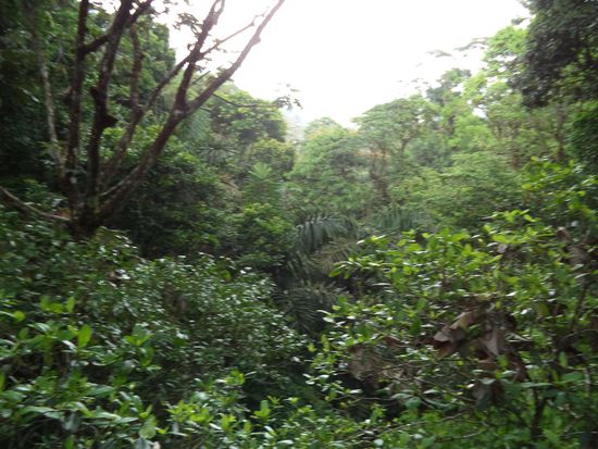 hoch überm Dschungel