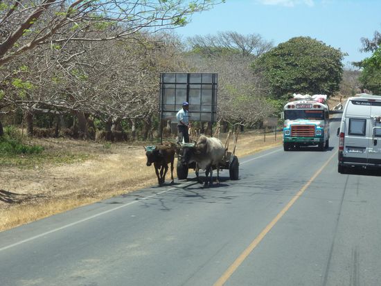 Wie auch schon in Costa Rica, begegnen uns Ochsenkarren auf der Straße.
