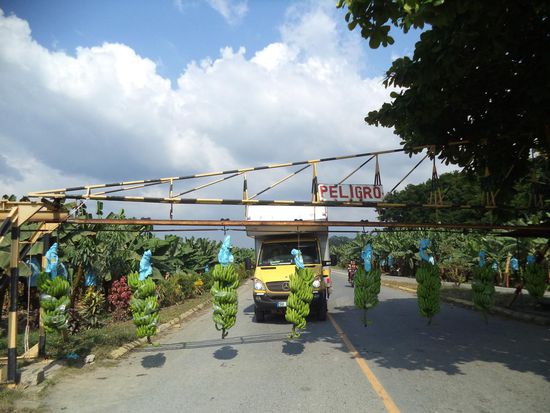 hier schweben die Bananen über die Straße