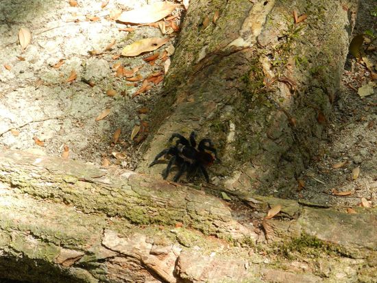 Dann gings weiter durchs Gehölz und plötzlich war eine Tarantula da. Wir haben sie aus genügend weitem Abstand angesehen