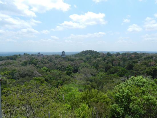 die Pyramiden schauen über den Dschungel