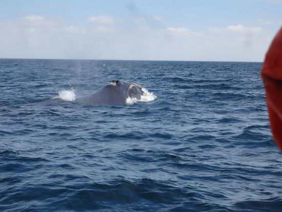 da kommt die Walmutter auf uns zu