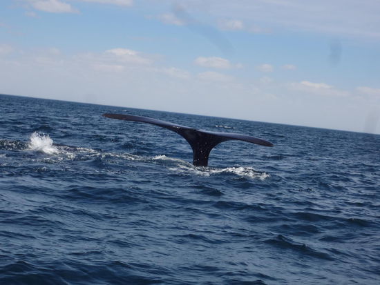 er taucht ab, nur noch die Fluke zu sehen