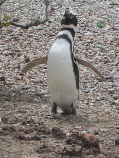 das Männchen stelt sich in Positur