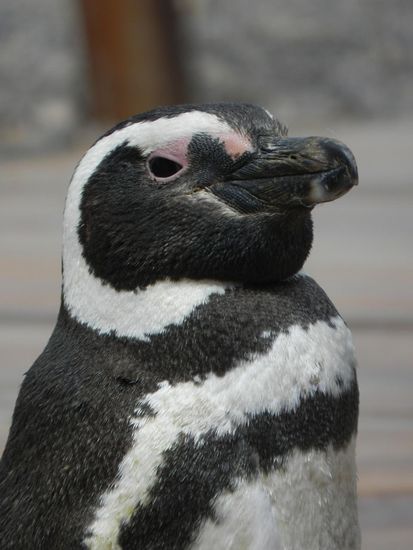 Pinguin ganz nah