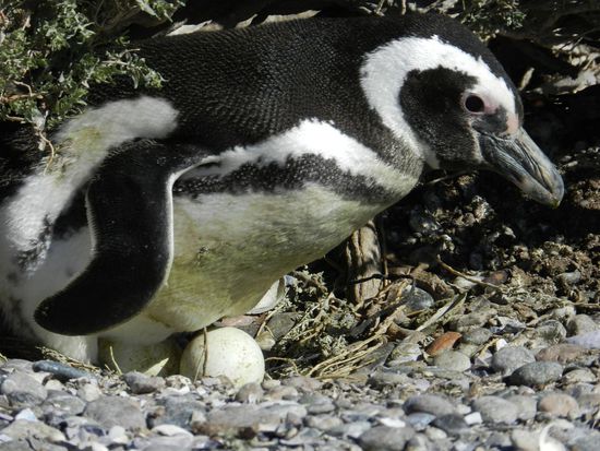 zwei Eier sind auszubrüten