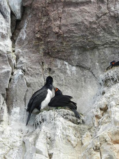 hier wird fleißig gebrütet und geturtelt