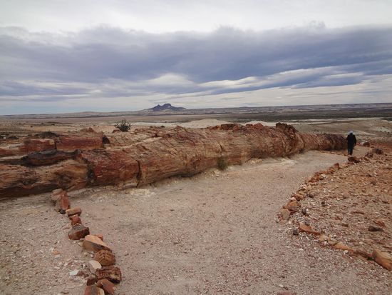 der versteienrte Baum ca. 30 m lang