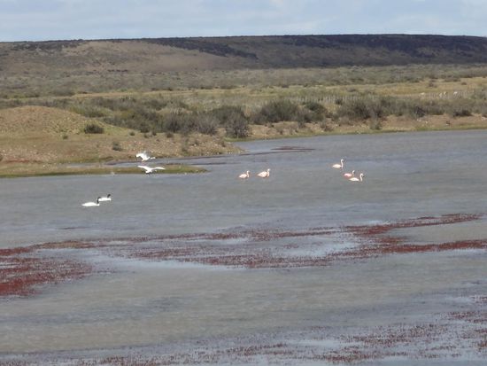 Flamingos und Schwäne mit schwarzwen Hälsen