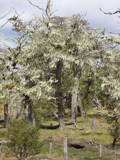 pittoreske Bäume mit Flechten behangen