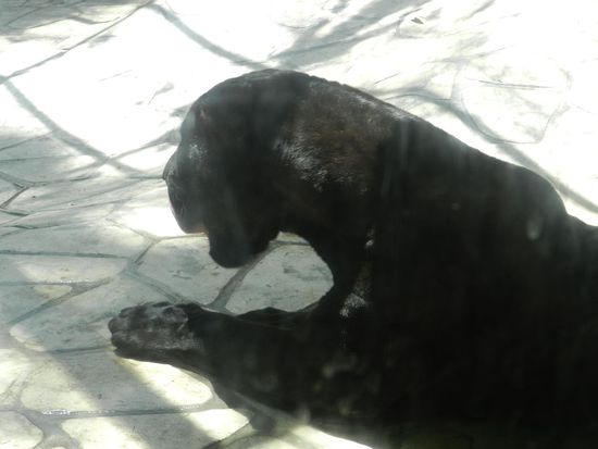 In einem Käfig war ein einsamer schwarzer Panther.