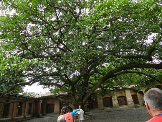 einer der großen Bäume