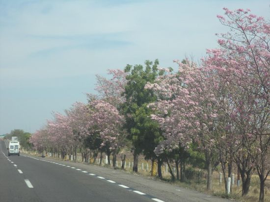 Blühende Bäumen säumen die Straße und es sieht richtig schön nach Frühling aus.
