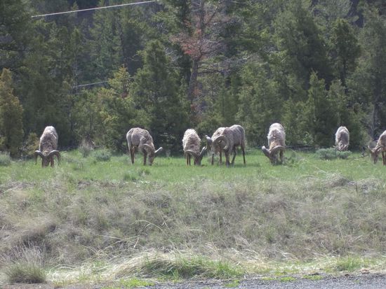 Eine Herde Mufflons weidet direkt neben der Straße.