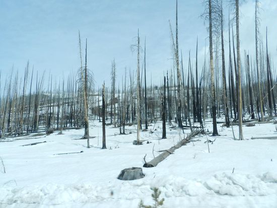 nach dem großen Feuer