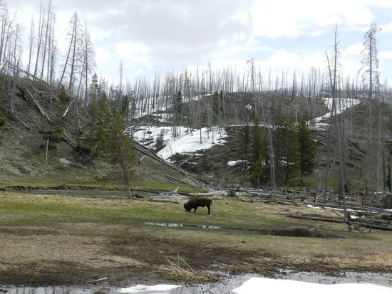 Als wir dann um eine Kurve kamen sahen wir zum ersten Mal ein Bison, das ganz friedlich hier weidete. Wir haben angehalten und sind kurz ausgestiegen.