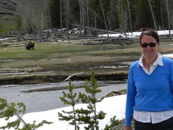 das Bison steht weit genug weg, denn so schnell kann ich nicht laufen