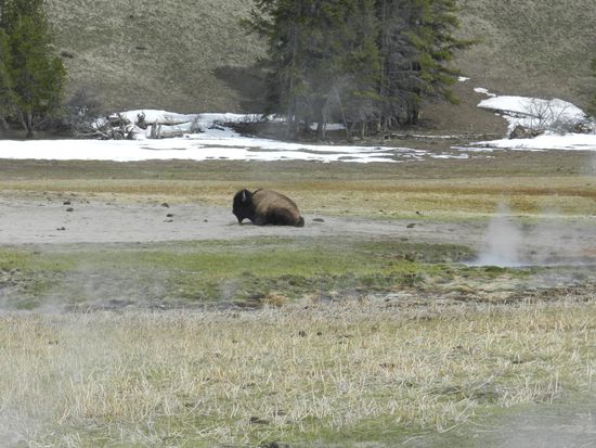 hier wärmt sich ein Koloss