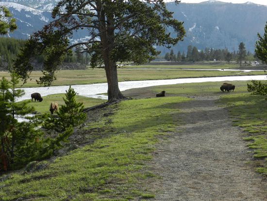 Auch hier waren Bisons, sogar auf dem Weg, so daß wir lieber umgekehrt sind.