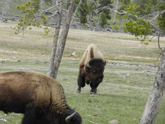 nochmal die Bisons vom Nahen