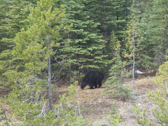 Dann sehen wir einen Schwarzbären am Waldesrand. Wir können ihn gerade noch fotografieren, dann ist er im Wald verschwunden.