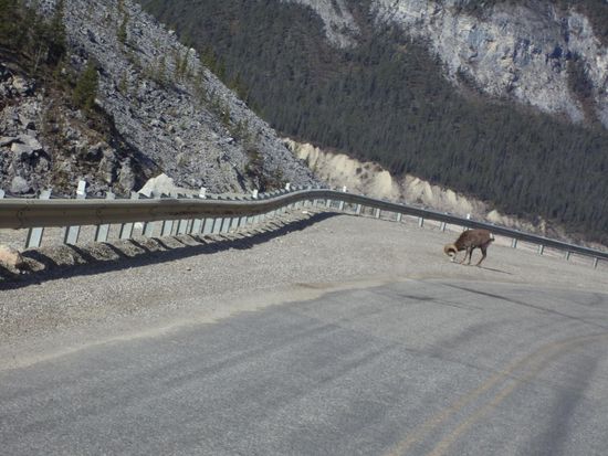 Wir sehen ein Mufflon, oder Hornschaf, auf der Straße.