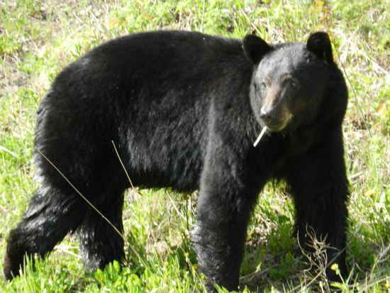 Es sieht aus, als ob der Bär eine Zigarette raucht, er frißt irgendetwas.