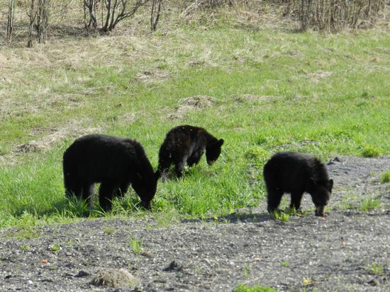 Dann sehen wir noch eine Bärenfamilie mit zwei Jungen. Heute ist überhaupt unser Bärentag, wir sehen insgesamt 12 Bären.