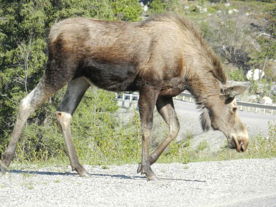 Auch laufen Elchkühe auf der Straße rum, aber wir haben keine Probleme damit.