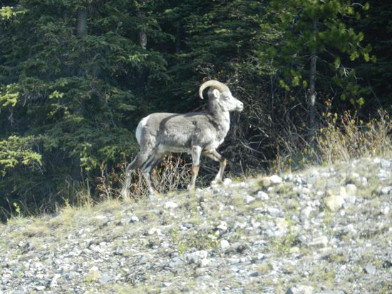 Einige Mufflons tummeln sich ebenfalls auf der Straße.