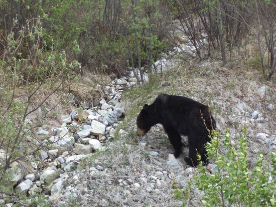 Auch sehen wir wieder einen einsamen Bären.