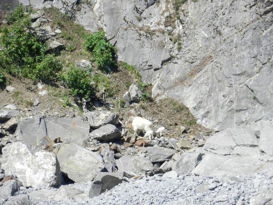Dann sehen wir eine Mountain Goat, eine Bergziege mit ihren zwei Jungen. Das Schiff fährt näher heran und wir können die Tiere sehen.