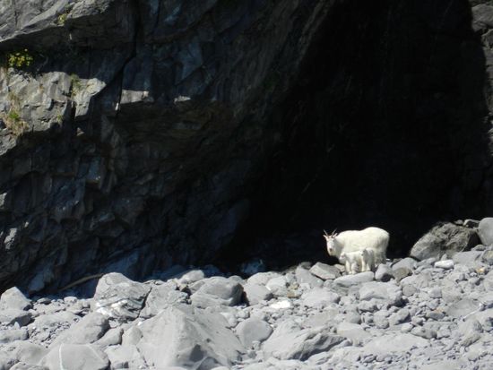 die Mountain Goats