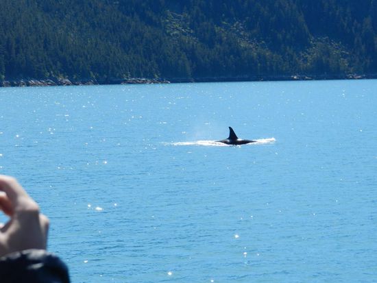 ein Orka