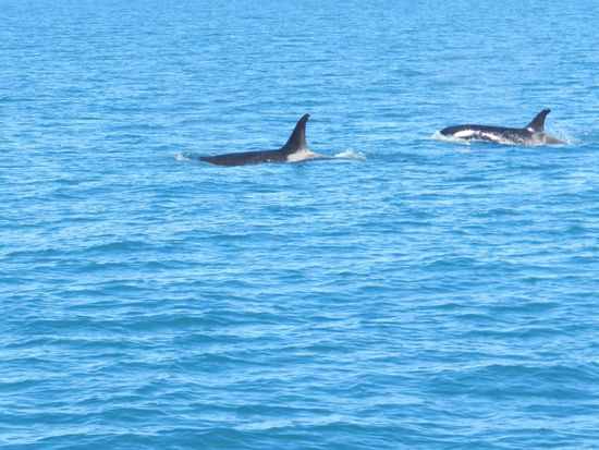 Weiter geht's in den Fjord hinein, da kommen wir an einer Herde Orkas vorbei. Wir können sie gut sehen, sie schwimmen immer neben dem Schiff her und wir können die weißen Flecken erkennen.