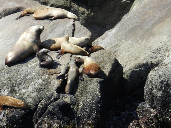 Die nächste Tiergruppe sind Seelöwen, die auf einem Felsen in der Sonne liegen, wir fahren dorthin, um sie anzuschauen