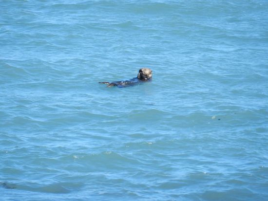Am Wagen angekommen, treibt direkt vor uns ein Fischotter im Wasser, er liegt auf dem Rücken und er frißt irgendetwas.